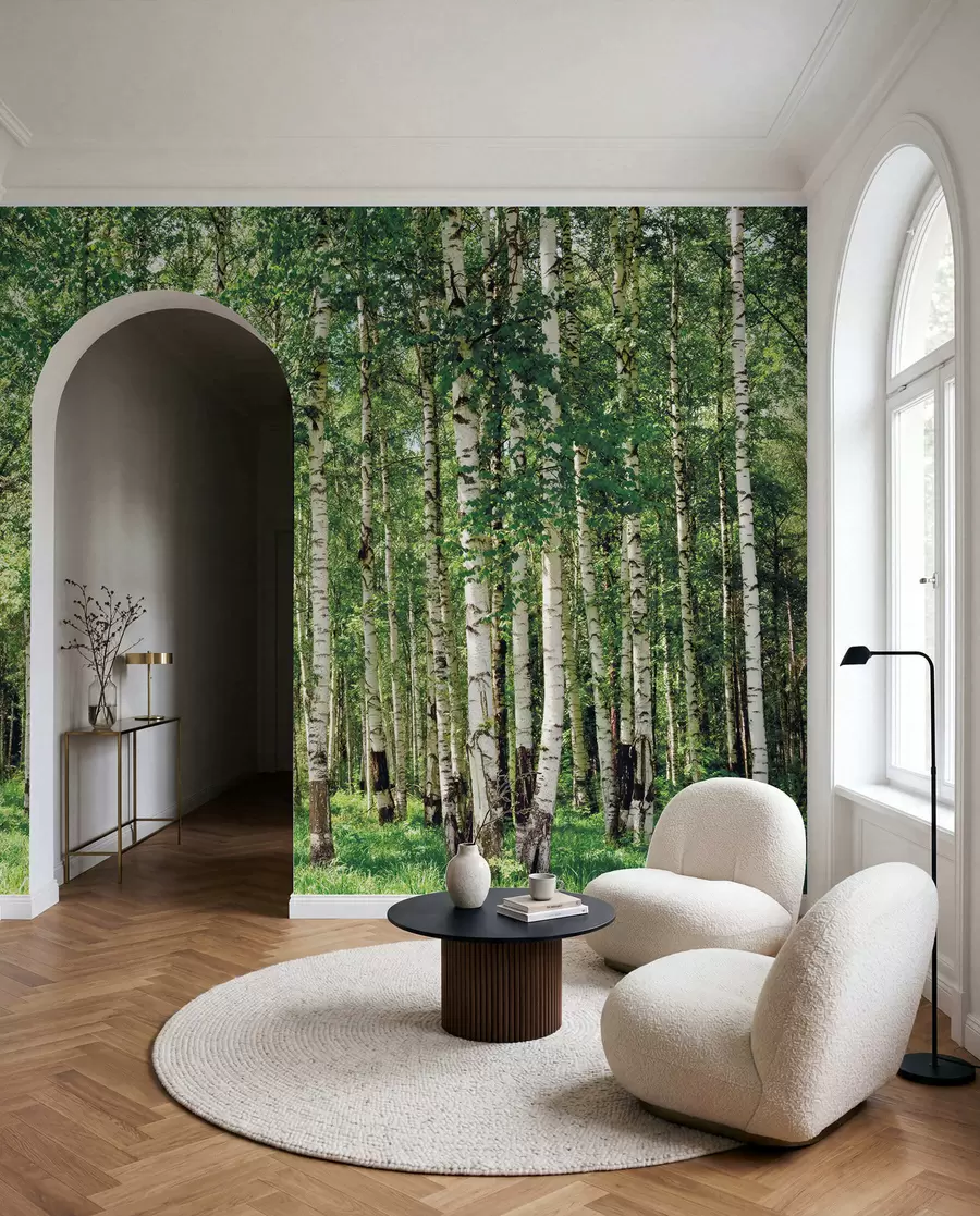 Fototapetai Beržų miškas u52530