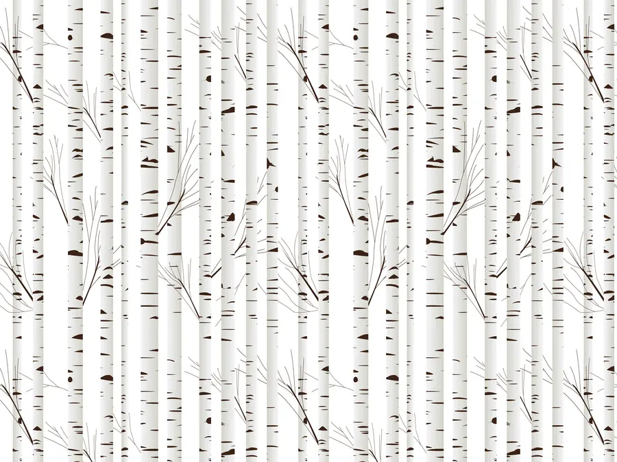 Fototapetai Beržų miškas u58973