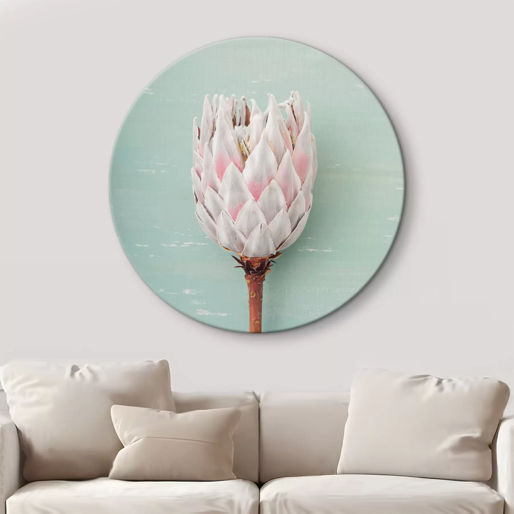 Paveikslėlis Baltoji protea r36695