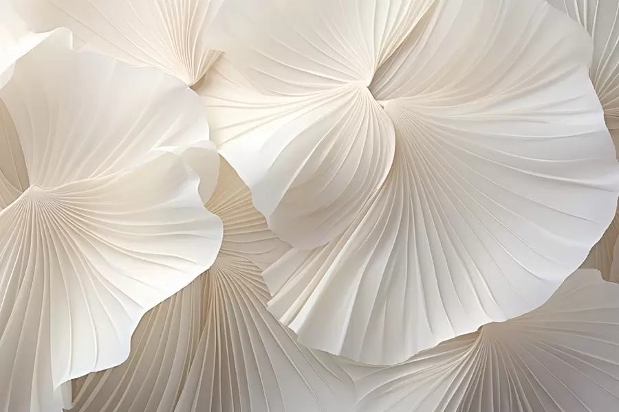 Fototapetai žiedlapiai, gėlės, balta, kremas, tekstūra, švelnumas, dekoratyvinis w04216