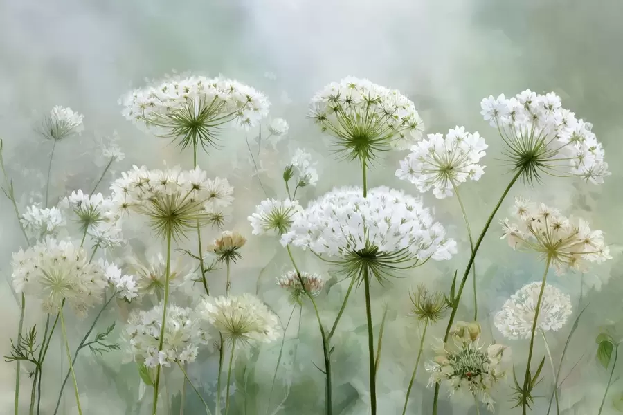 Fototapetai švelnios baltos laukinės gėlės Karalienė Ana, vaizdingo stiliaus, žali tonai w04313