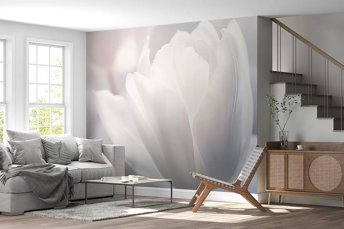 Fototapetai Tulpė w04659