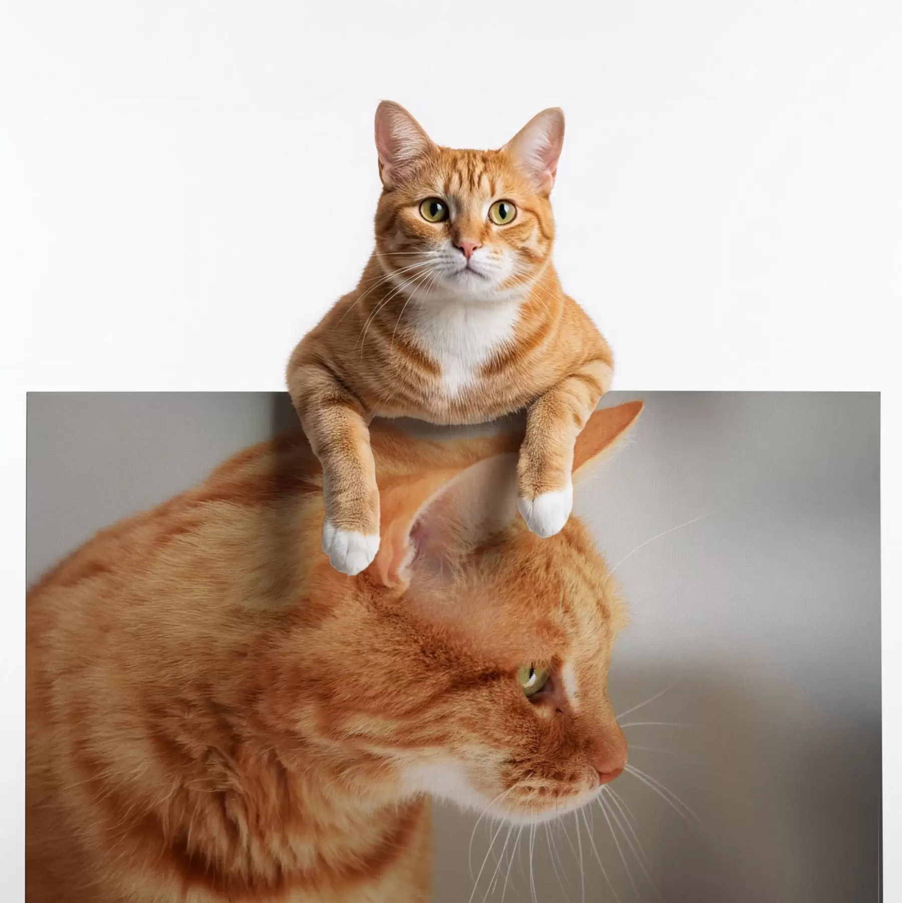 Paveikslėlis Jūsų katės nuotrauka ant drobės s47194