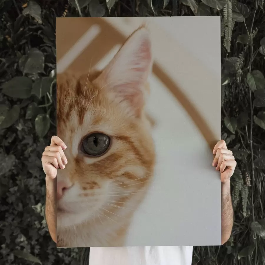 Paveikslėlis Jūsų katės nuotrauka ant drobės s47220