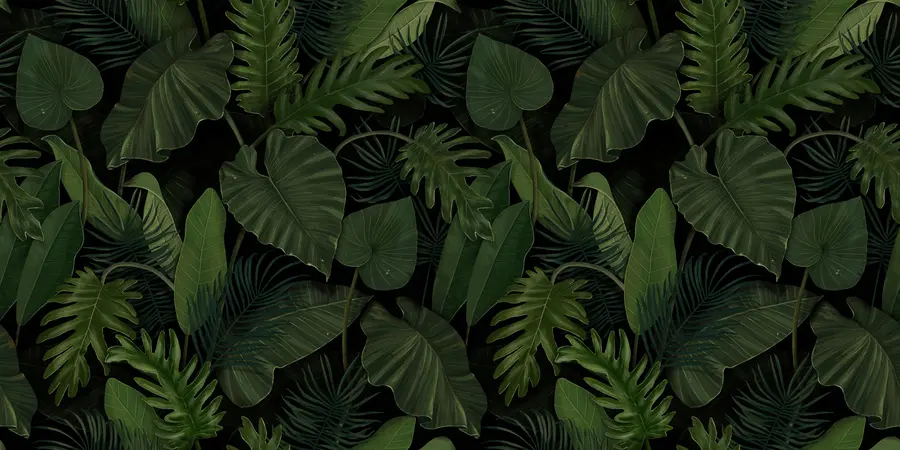Fototapetai Atogrąžų žalios palmės, taro, bananų lapų raštas u95470