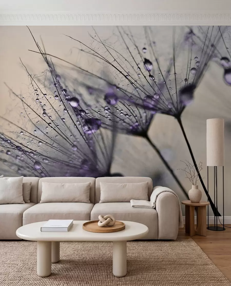 Fototapetai Violetinė rasa ant kiaulpienės u57557v3