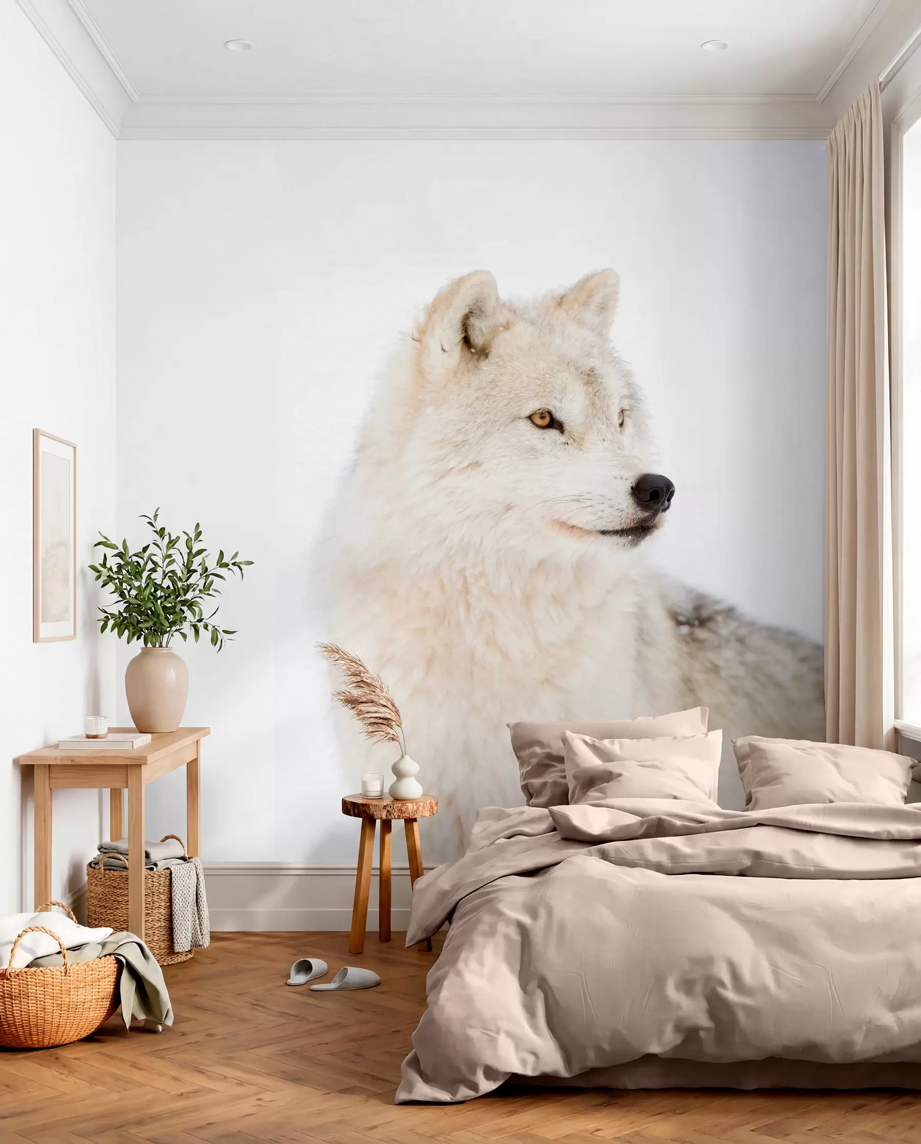 Fototapetai Arktinis vilkas baltame fone u98189