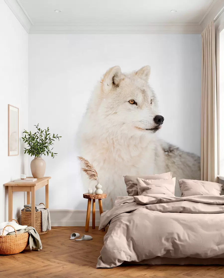 Fototapetai Arktinis vilkas baltame fone u98189
