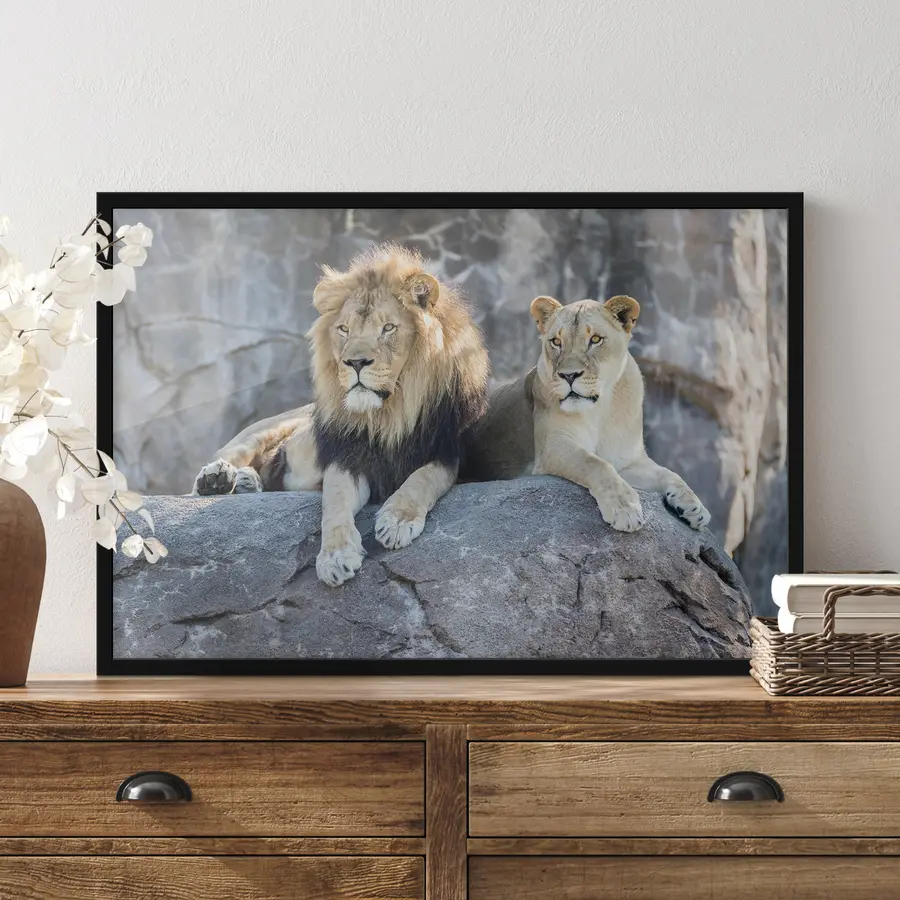 Fototapetai Didingi liūtai ramiai ilsisi kartu f15278
