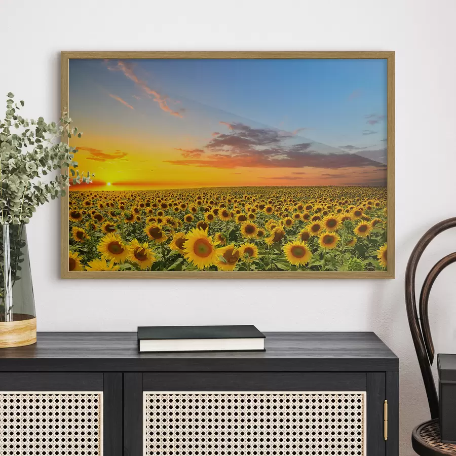 Fototapetai Saulėlydžio saulėgrąžų laukas. Gražus vaizdas f05429